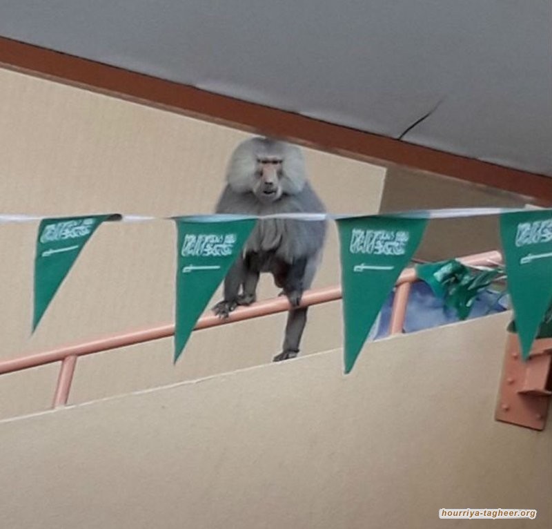 من بعد الجراد، القرود تغزوا منازل المواطنين