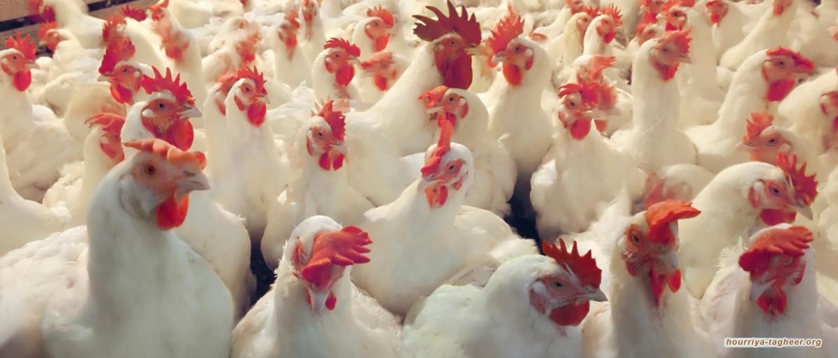 إنفلونزا الطيور تظهر في مزرعة دواجن شمال الرياض