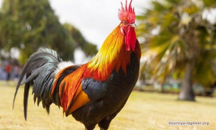 ثلاثة دول تحظر استيراد الدواجن من السعودية لاصابتها بمرض إنفلونزا