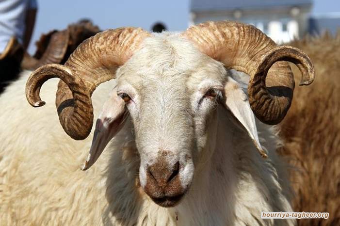 السعودية تتسبب في خسائر بملايين الدولارات للسودانيين.. والسبب!