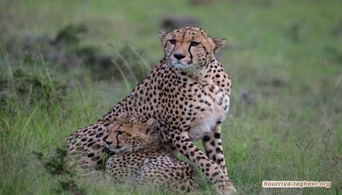 أمراء آل سعود وراء ازدهار تهريب الفهود من أفريقيا