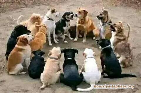 على العرب أن يقوموا بواجبهم.. فقمم حكامهم سقطت في الحضيض