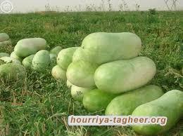 خرافة الاكتفاء الغذائي السعودي وتجاوز 100 بالمية