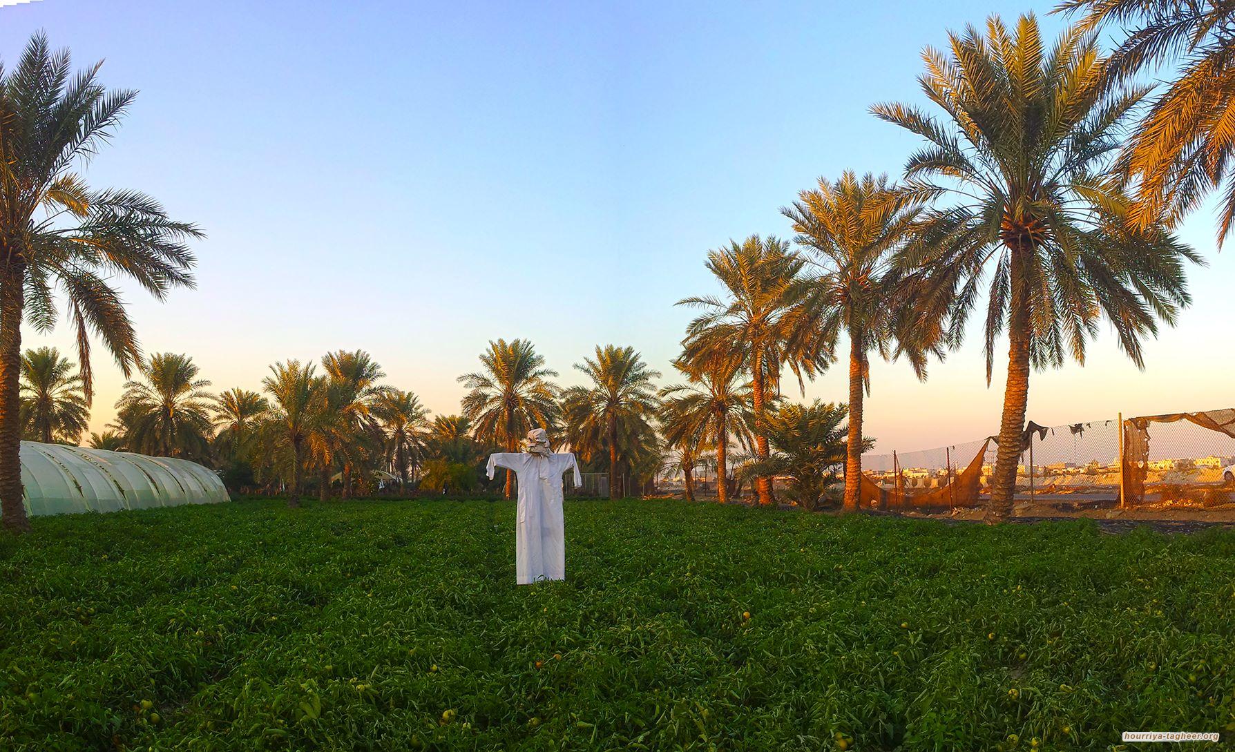 السلطات السعودية تشدد رقابتها على مزارعي القطيف