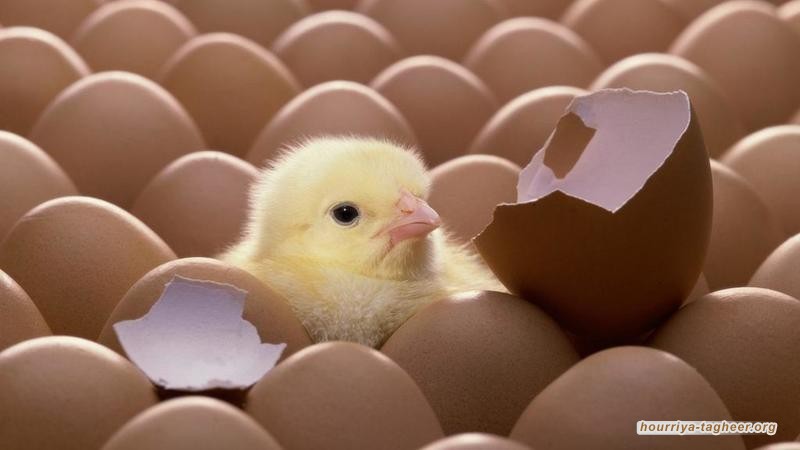 البيض يسبب مشاجرات ومشاحنات كبيرة في شوارع المملكة