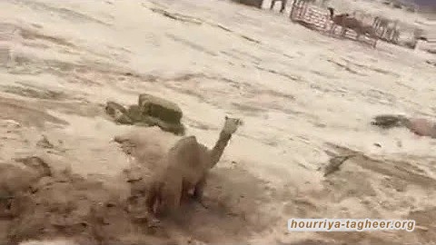 سيول عارمة تجرف قطيعا من الإبل في وادي ضمد بمنطقة جازان