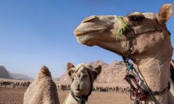 بول البعير يقتل 13 سعودي