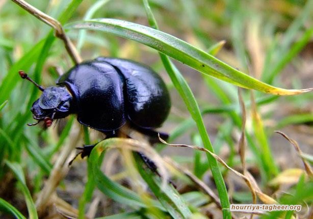 الخنافس تغزو مناطق عديدة من السعودية