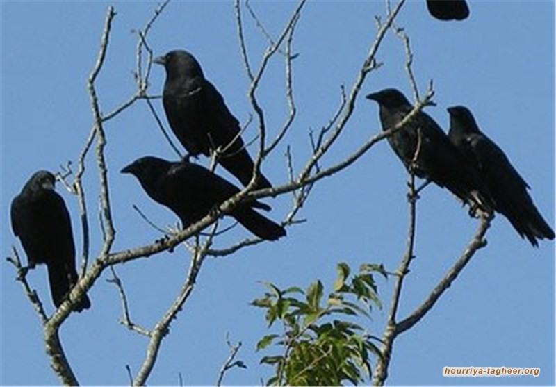 أمانة جدة تتجاهل شكاوى المواطنين من انتشار الغربان