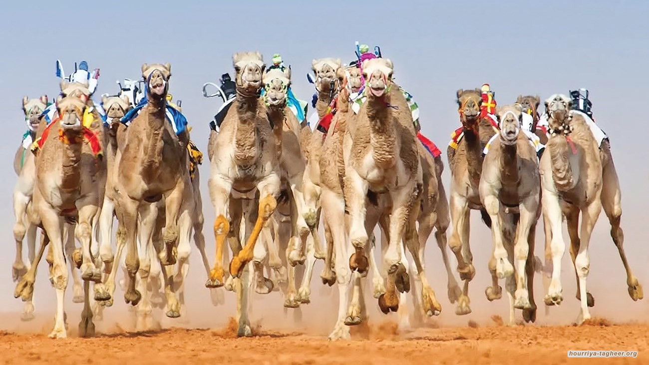السلطات السعودية تستعين بلاعب فرنسي لسباقات الهجن